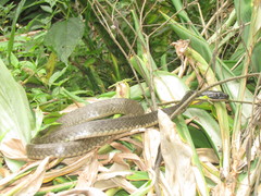 Chironius laevicollis