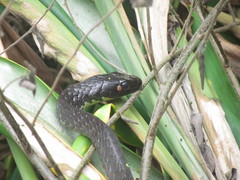 Chironius laevicollis