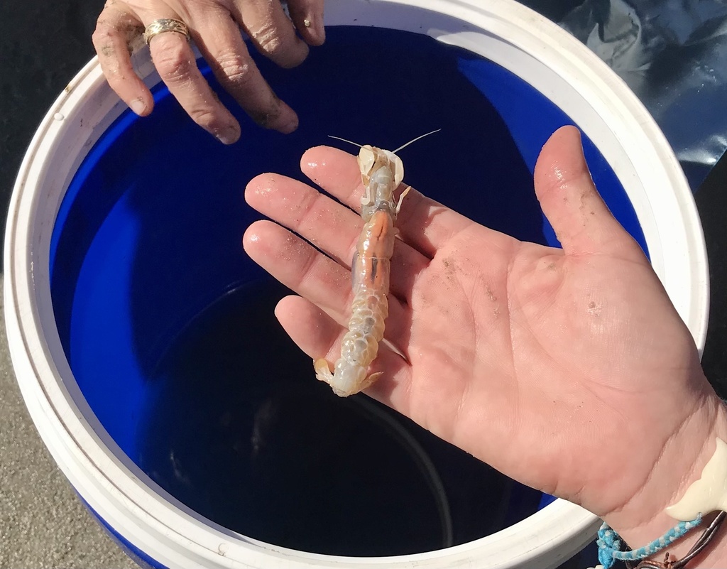 Carolinian ghost shrimp