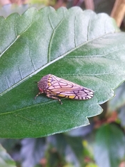 Declivara ornamenta