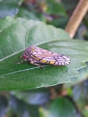 Declivara ornamenta