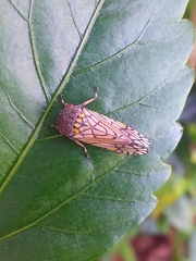 Declivara ornamenta