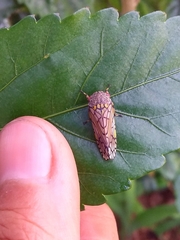 Declivara ornamenta