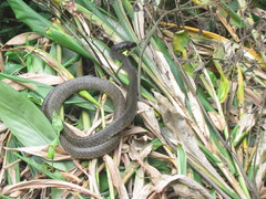 Chironius laevicollis