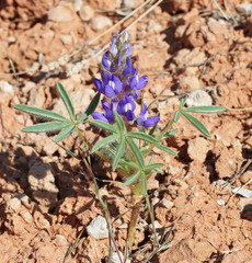 Lupinus pusillus pusillus
