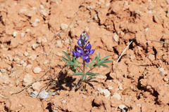 Lupinus pusillus pusillus