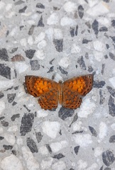 Parvospila lucianus