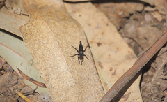 Pritchardia hirtipes