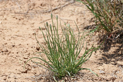 Lygodesmia grandiflora dianthopsis