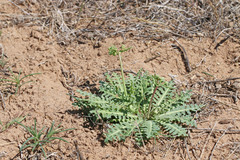 Malacothrix sonchoides