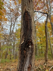 Pectobacterium carotovorum