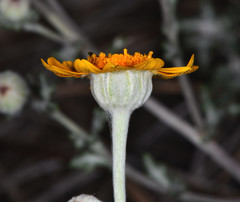 Eriophyllum lanatum achilleoides