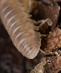 Venezillo microphthalmus