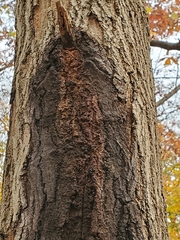 Pectobacterium carotovorum