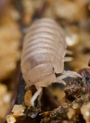 Venezillo microphthalmus