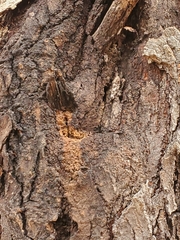 Pectobacterium carotovorum