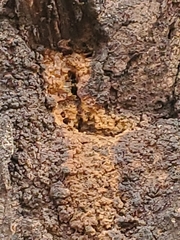 Pectobacterium carotovorum