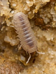 Venezillo microphthalmus