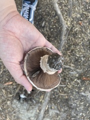 Pseudochitonia