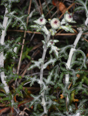 Eriophyllum lanatum achilleoides