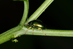 Colaspis laeta