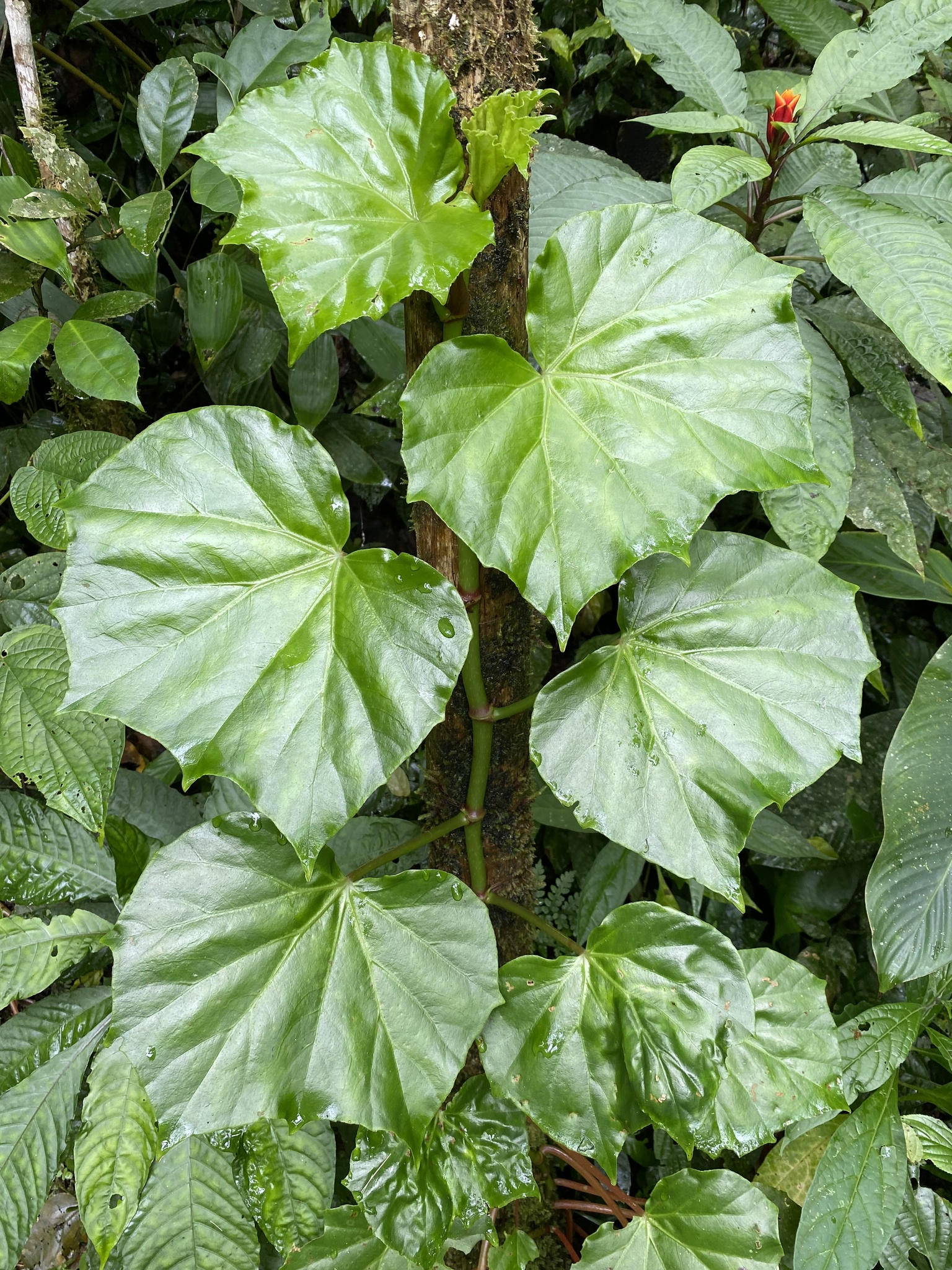 Begonia convolvulacea