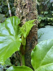 Begonia convolvulacea