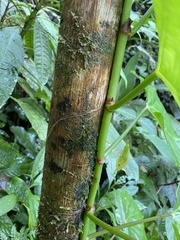 Begonia convolvulacea