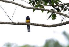 Trogon ramonianus