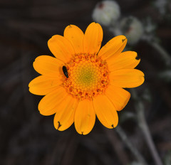 Eriophyllum lanatum achilleoides