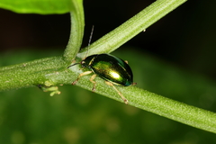 Colaspis laeta