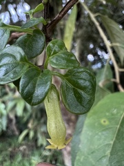 Salpichroa tristis