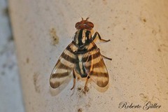 Pterotaenia fasciata