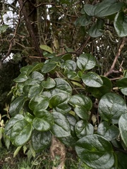 Salpichroa tristis