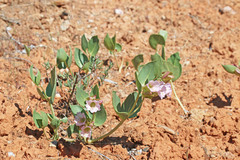 Mirabilis alipes