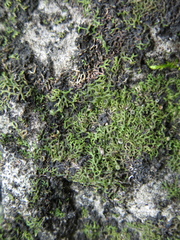 Speerschneidera euploca