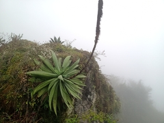 Agave obscura