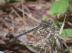 Phanogomphus oklahomensis