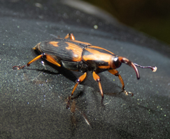 Metamasius sericeus
