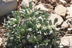 Parthenium ligulatum