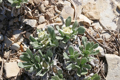 Parthenium ligulatum