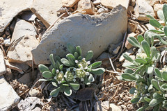 Parthenium ligulatum