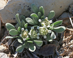 Parthenium ligulatum
