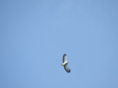 Buteogallus lacernulatus