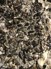 Brachidontes