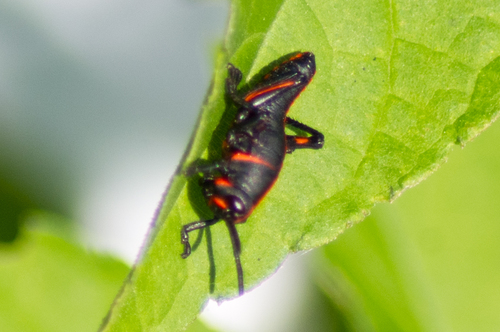 Eastern lubber grasshopper