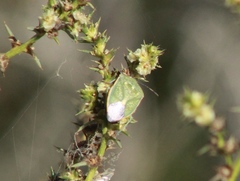 Chlorochroa sayi