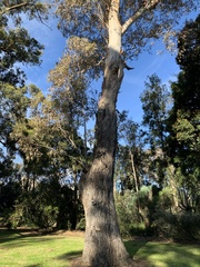 Eucalyptus rudis