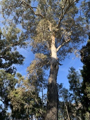 Eucalyptus rudis
