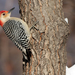 Red-bellied Woodpecker - Photo (c) Bill B, some rights reserved (CC BY-NC)